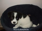 2 cachorros pequeños de tamaño - mejor precio | unprecio.es