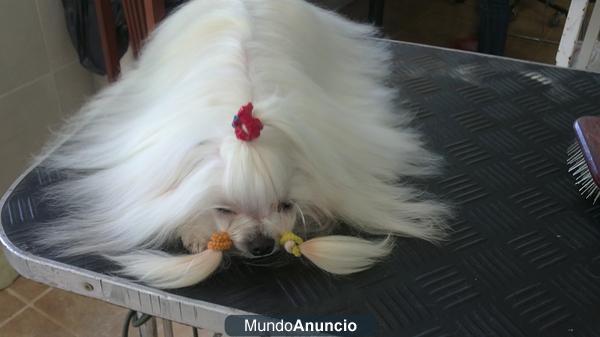bichon maltes miniaturas