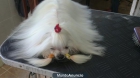 bichon maltes miniaturas - mejor precio | unprecio.es