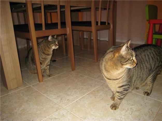 buscamos papás para gato