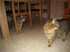 buscamos papás para gato - mejor precio | unprecio.es