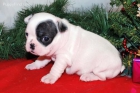 cachorros bulldog frances muy buen precio y pedigree - mejor precio | unprecio.es