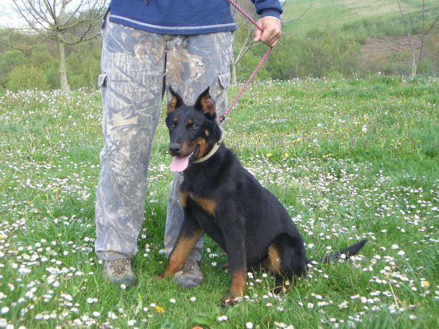 cachorros de beaucerons