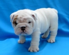 cachorros de Bulldog Inglés - mejor precio | unprecio.es