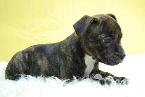 cACHORROS DE sTAFFORDSHIRE bULLTERRIER  - www.animalflower.es