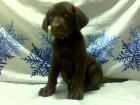 LABRADOR CHOCOLATE ULTIMO MACHO DE DOS MESES - mejor precio | unprecio.es