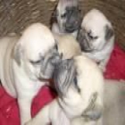 maravillosos cachorros de carlino pug, con pedegree - mejor precio | unprecio.es