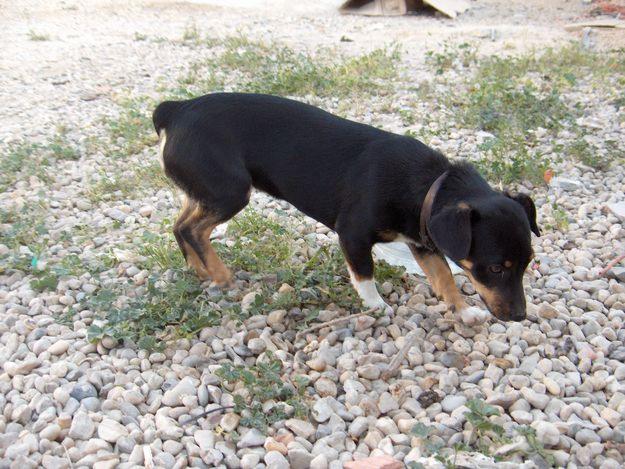 Perra Preciosa en celo busca macho para montas