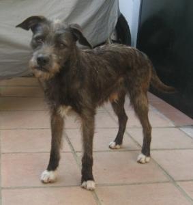 adopcion merlin