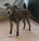 adopcion merlin - mejor precio | unprecio.es