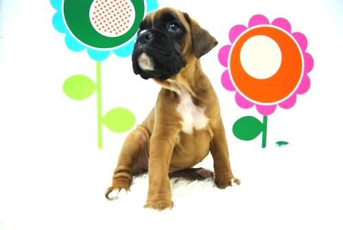 Boxer - Cachorros Disponibles - www.animalflower.es
