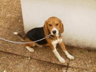 Cachorros Beable tricolores preciosos - mejor precio | unprecio.es