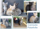 CAMADA DE 5 GATITOS ATIGRADOS ( Solo queda 1 hembra y 3 machos ) 3meses - mejor precio | unprecio.es
