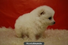 Exclusivos Pomerania en color blanco - mejor precio | unprecio.es