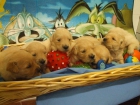 Golden retriever - mejor precio | unprecio.es