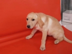 Impresionantes Labrador, cachorros de dos meses - mejor precio | unprecio.es