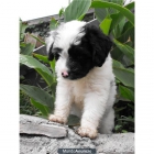 un Aussiedoodle cachorro - mejor precio | unprecio.es