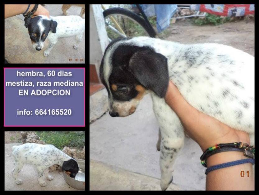 Cachorrita Mestiza mediana en adopción