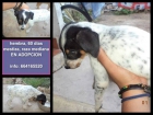 Cachorrita Mestiza mediana en adopción - mejor precio | unprecio.es