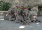 Cachorros weimaraner listos para entregar. - mejor precio | unprecio.es