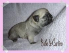 Carlinos cachorritos - mejor precio | unprecio.es