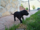 DOGO ALEMAN EJEMPLARES DE RAZA CON PEDIGREE - mejor precio | unprecio.es