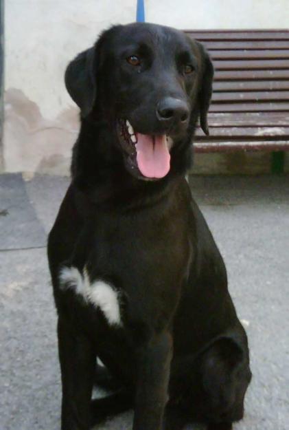 Elton precioso labrador busca ADOPTANTE