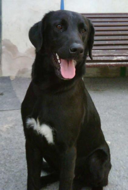 Elton precioso labrador busca ADOPTANTE