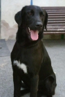 Elton precioso labrador busca ADOPTANTE - mejor precio | unprecio.es