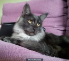 gatos maine coon - mejor precio | unprecio.es