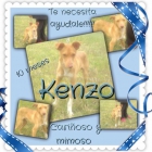 KENZO busca un hogar. - mejor precio | unprecio.es