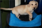 Labrador, los mjeores cachorros de pura raza - mejor precio | unprecio.es