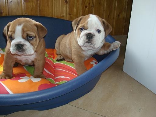 MIRA  QUE  BULLBOG  INGLES
