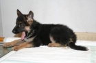 Pastor aleman cachorros de 2 meses, con pedigree, 390 euros. - mejor precio | unprecio.es