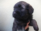 CACHORROS GOS D´ATURA DISPONIBLES - mejor precio | unprecio.es