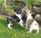 adopta nuestro cachorros - mejor precio | unprecio.es