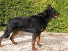 BEAUCERON - PASTOR DE BEAUCE - mejor precio | unprecio.es