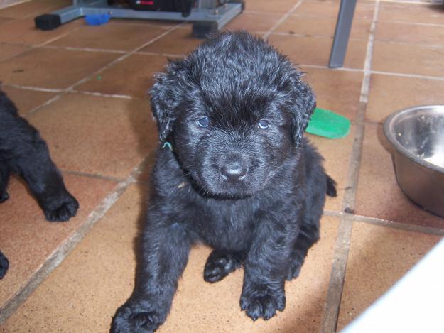 cachorrita terranova