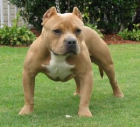 Compro o adopto American Bully - mejor precio | unprecio.es