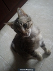 Deseo que adopten a gatita de 3 o 4 meses - mejor precio | unprecio.es