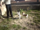 Fox Terrier de Pelo Liso - mejor precio | unprecio.es