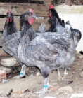 GALLINAS EXTREMEÑAS - mejor precio | unprecio.es