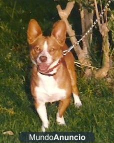 PERRO PERDIDO EN MIJAS COSTA