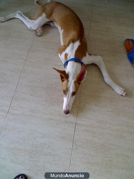 podenco ibicenco