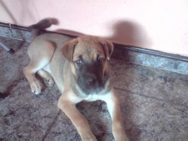 REGALO PERRITA MEDIANA-GRANDE