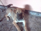 REGALO PERRITA MEDIANA-GRANDE - mejor precio | unprecio.es