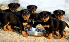 Rottweilers potentes cachorros de guarda - mejor precio | unprecio.es