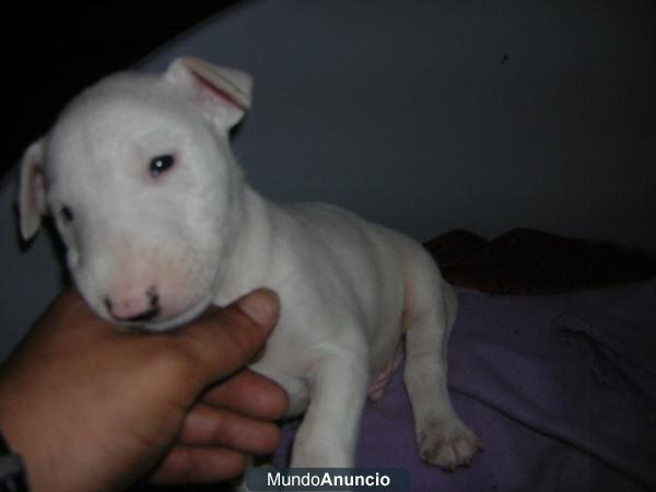 se vende ultimos cachorros bull terrier 300€