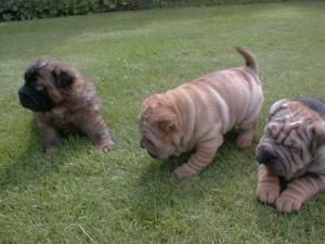 Shar-pei, cachorros de Pura raza