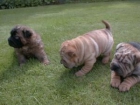 Shar-pei, cachorros de Pura raza - mejor precio | unprecio.es